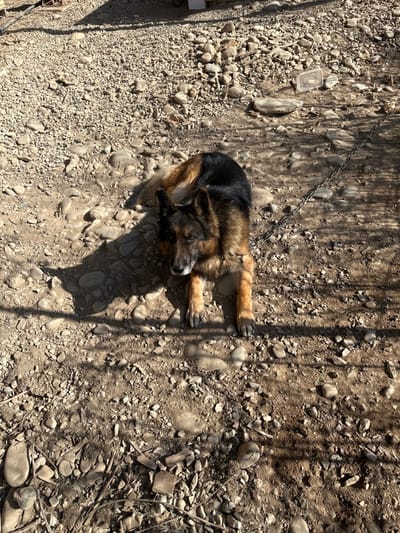 This image depicts a black and tan German Shepherd dog positioned centrally on dry, rocky terrain within the city of Dobrodan, Bulgaria. The dog is lying on its belly with its front legs extended forward, head slightly raised, and looking directly towards the camera. A metal chain is visible, attached to the dog's neck and extending diagonally towards the upper right of the frame, partially obscured by shadows. The ground consists of uneven dirt and numerous small to medium-sized pebbles and stones. Strong sunlight creates distinct shadows from the dog on the ground to its left and dappled shadows across the right side of the frame. In the upper right quadrant, a clear plastic container with a white lid is visible on the ground. No other individuals or significant objects are present within the frame.