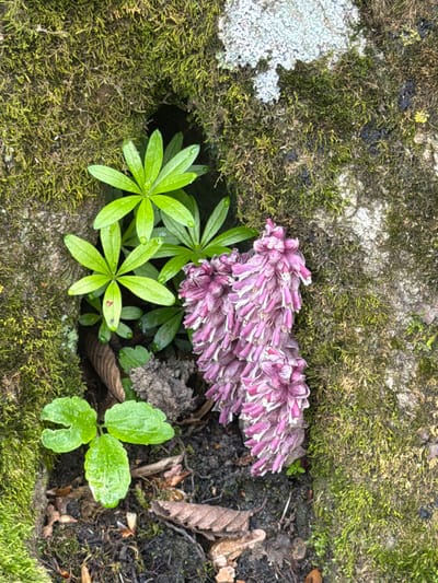 The image shows a cluster of purple flowers, possibly of the Orobanche species, blooming in a small depression in a surface covered in moss and lichen. There are also some green plants with symmetrical leaves growing nearby. The ground surrounding the plants is a mix of soil, leaf litter, and more moss. The location is presumed to be Manavi, Georgia, though there is no definitive evidence of the location within the image itself.