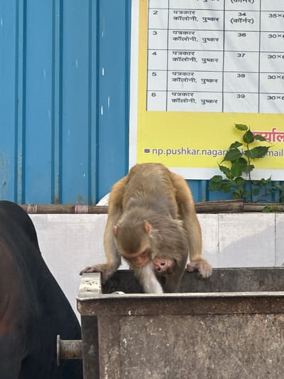 A mother monkey with a young infant monkey clinging to her chest is perched on the edge of a weathered metal container. The mother monkey is facing downwards, its head bent, appearing to be drinking or foraging. The infant's face is visible, with its eyes wide open. To the left, a portion of a dark, possibly bovine, animal is visible. Behind the monkeys, a blue corrugated metal wall stands. In front of the wall, a yellow sign is affixed, displaying text in Hindi and English. The Hindi text mentions "पत्रकार कॉलोनी, पुष्कर" which translates to "Journalist Colony, Pushkar". The English text on the sign reads "np.pushkar.nagar" and then appears to be cut off. Several small green leaves and branches are growing from behind the container, partially obscuring the sign. A wooden stick wrapped with pink and white string lies horizontally in front of the sign.
