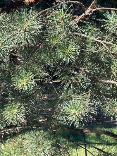 The image shows a close-up view of pine branches with green needles. The needles are long and slender, clustered together at the tips of the branches. Some branches are thicker and woody, with rough bark. The background is a blurred mix of green and brown, suggesting foliage and possibly the ground or other trees. There are no people, animals, or specific landmarks visible that would indicate a location in Elekmonar, Russia. The scene is a naturalistic portrayal of pine tree foliage.