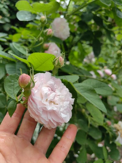 A close-up, outdoor shot shows a person's left hand gently holding a pink rosebud, with a fully bloomed, light pink rose behind it. The hand, with visible water droplets and dirt, appears to be interacting with the plant. The background is filled with lush green foliage and other rose blooms, some in focus and some blurred. The setting is consistent with a garden environment. The location is identified as Zuy'ske rural settlement, Ukraine.