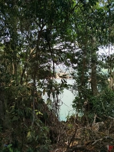 View of the Đà Giang River, Vietnam, through dense vegetation. Foreground dominated by tree branches, vines, and undergrowth. Water body visible through a gap in the foliage. Hilly land discernible in the distance across the water. Overcast lighting conditions. No people visible.