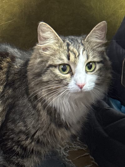 A medium shot captures a tabby cat with a white patch on its face. The cat has yellow-green eyes and is looking upwards, its head tilted to the side. The background is blurry but includes hints of a dark surface on top and a green surface on the bottom. The location of the image is unknown.