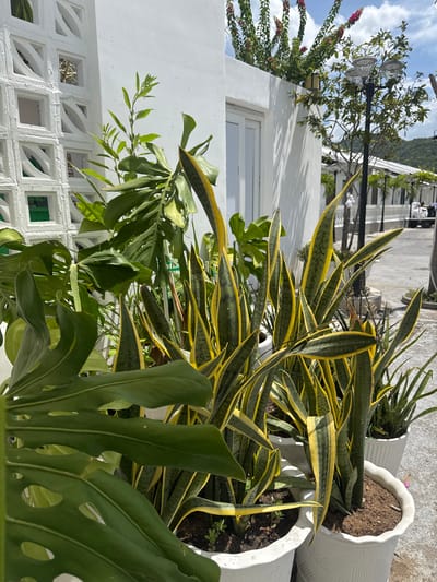 A vertical, eye-level, medium shot captures a collection of potted plants against a white wall and the sky, with a hint of a street scene in the background. In the foreground, a large Monstera deliciosa plant with broad, perforated leaves dominates the left side of the frame. To its right, several snake plants (Sansevieria trifasciata) with sword-like, variegated green and yellow leaves stand in white pots. The wall behind the plants is white and features a decorative, lattice-like design on the left. Beyond the wall, a lamppost with two globe-shaped lights is visible, along with a tree bearing pink flowers and a white building with a row of trees and railings. The ground is paved with light gray concrete. The scene appears to be an outdoor courtyard or patio, possibly part of a residential or commercial property in Vinh Hai, Vietnam, given the tropical foliage and architectural style. The lighting suggests a bright, sunny day. No people are clearly visible in the immediate foreground, but figures can be discerned in the distant background, suggesting pedestrian or vehicular activity on a street.