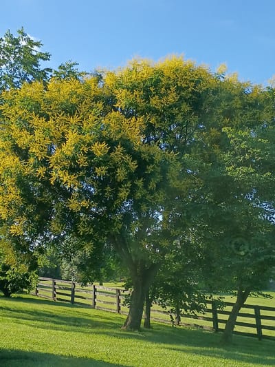 The image depicts a serene outdoor scene with a clear blue sky above. A large tree with abundant yellow flowers dominates the center of the frame, its branches extending upwards. To the right, another tree with green foliage stands, and to the left, the upper branches of yet another tree are visible. A wooden fence, constructed from horizontal planks and vertical posts, stretches across the middle ground of the image, separating a neatly mowed grassy lawn from an area beyond. The lawn is bathed in sunlight, casting shadows from the trees and fence. The scene evokes a sense of nature and tranquility, possibly a park or a rural landscape. The exact location in Lexington, United States, is not specified by visual cues in the image.