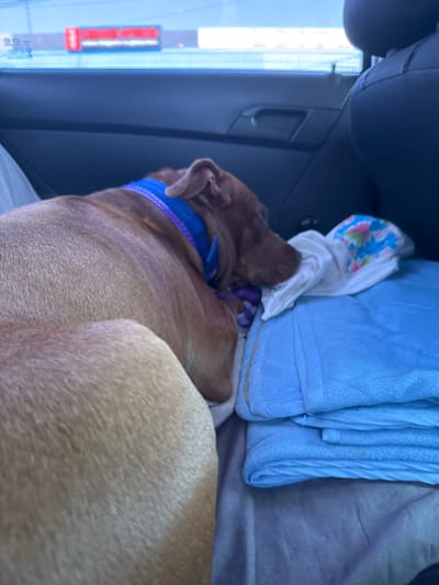 The image depicts the interior of a vehicle, likely a car, where a brown dog is resting. The dog is wearing a blue collar with purple accents. It is lying down on a folded blue blanket, with its head resting on a white cloth with a floral pattern. The background shows a car door and a window, through which a blurry outdoor scene is visible. The outdoor scene includes what appears to be signage, suggesting a commercial area or roadside location. The lighting indicates it is daytime. The specific location in the city of Прилиманське, Ukraine is not determinable from the visual information present in the image.