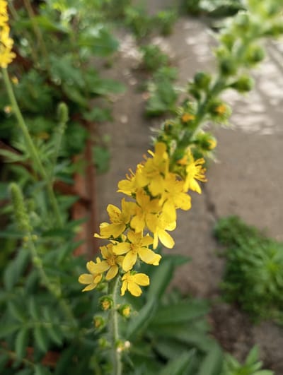 The image shows a close-up of a flowering plant with small, yellow blossoms. The flowers are clustered along a stem, with some buds visible at the top. The plant is surrounded by green foliage, and a blurred background of a paved surface and more greenery. The lighting suggests it is daytime, with sunlight casting shadows on the ground. The scene appears to be outdoors, possibly in a garden or natural setting in Voznesenske, Ukraine. There is no visible text.