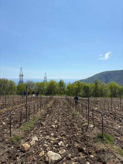 The image depicts a vineyard in Zaprudnoe, Ukraine. Rows of grapevines with supporting structures are visible, stretching towards the horizon. A mountain range can be seen in the background, and overhead power lines run through the vineyard. Several people are working among the vines. The sky is blue with a few clouds. The ground is covered in soil, rocks, and some vegetation.