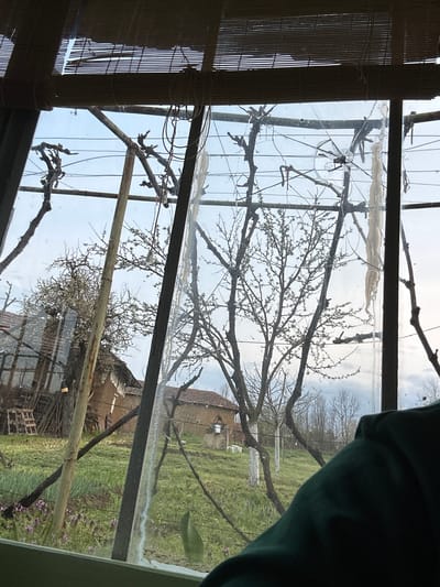 A view through a window in Borovan, Bulgaria, shows a landscape with trees, grass, and structures. The window has a frame with metal supports and a bamboo blind on the left. The glass pane has a crack near the top left corner. Outside, trees with bare branches are visible against a cloudy sky. In the background, there is a dilapidated building with a red tiled roof, and a pallet near the bottom. Green grass covers the ground, dotted with patches of purple flowers. A dark green object obscures the right side of the view. The scene appears to be a view from inside a room or structure, looking out at the external environment.