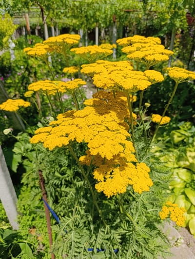 A cluster of bright yellow flowers, likely yarrow (Achillea millefolium), dominates the foreground of this outdoor image, set against a lush green garden backdrop. The flowers are tightly packed in flat-topped clusters, also known as corymbs, and are illuminated by bright sunlight, creating a vibrant and cheerful scene. The green foliage of the yarrow plants is finely divided and feathery. In the background, out-of-focus greenery suggests a well-established garden with other plants and possibly trees, some with broad leaves. A pale grey vertical object, possibly a fence post or a decorative garden element, is visible on the left side of the image. The overall impression is one of a sunny, flourishing garden on a clear day. The image does not provide specific information about the location in Bender, Moldova, beyond it being an outdoor setting. There are no people or animals visible in the frame.