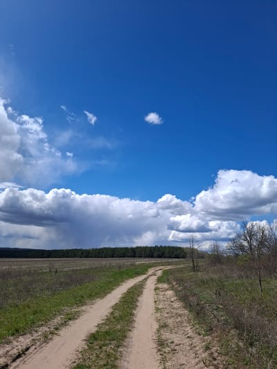 The image displays a rural landscape under a vast, dynamic sky, rotated to appear vertical but depicting a horizontal scene. A light brown dirt path, marked with visible tire tracks, begins in the foreground on the right and curves gently into the distance towards the left horizon. The path is bordered by green grass and patches of dry, brown vegetation.

To the immediate right of the path, there is a dense band of scrubby bushes and trees with bare branches, suggesting an early spring or late autumn season. Further left, in the mid-ground and extending along the horizon, a dark green line of dense coniferous trees forms a distinct forest edge.

The upper portion of the image is dominated by a bright blue sky, populated by large, fluffy white and grey cumulus clouds. Some clouds are massive and appear to be building vertically, while others are more scattered, creating a striking contrast against the clear blue. The scene is brightly lit by natural daylight.

The setting appears to be a natural, undeveloped area, possibly near a field or forest in Дерезовка, Russia. No people, animals, or specific man-made structures are visible. There is no visible text. The overall impression is one of expansive tranquility and natural beauty.