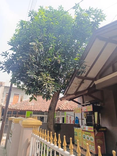 A large, leafy tree stands in front of a building with a brown roof and a white facade, in the city of Margahayu, Indonesia (latitude: -6.955, longitude: 107.567). A small, wooden stand with colorful signage advertising "Burger" and "French Fries" sits partially under the building's overhang. The stand appears to be a food vendor. A low, white fence with gold-colored tips runs along the front of the property. The sidewalk leading to the stand is bare. The building in the background appears to be residential, with a red tile roof and white walls. The scene is daytime, and the sky is clear and bright. No people are visible.