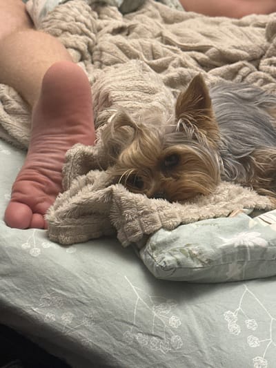 A Yorkshire Terrier dog is lying on a bed next to a person's foot. The dog is mostly obscured by a fuzzy blanket, with only its head and a portion of its body visible. The dog's fur is a mix of brown and grey. The person's foot is clean and appears to be resting on the blanket. The bed is covered with a light green sheet that has a floral pattern. The image is taken from a close-up perspective, focusing on the dog and the foot. The background is blurred, suggesting the image was taken indoors. There is no specific information about the location within the city of Verkhniy Yurt, Russia, as the image does not provide any contextual clues.