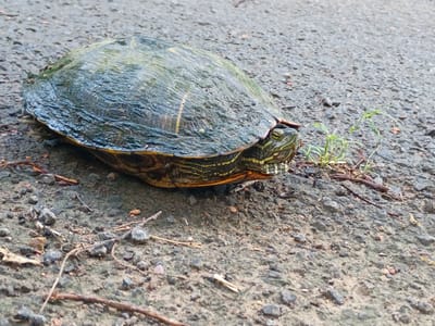 The image depicts a turtle on a paved surface. The turtle's shell is predominantly gray with some green and brown coloration. The turtle's head and neck have yellow stripes. The pavement appears to be worn and textured. There are small pieces of vegetation and debris scattered around the turtle. The location is unknown.