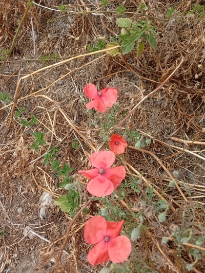 The image shows a close-up, top-down view of several red poppies growing amidst dry, brown vegetation and some green foliage. The poppies are in various stages of bloom, with some fully open and others in bud. The ground is covered in straw-like debris and some small stones. The scene appears to be a natural setting, possibly a field or verge. There are no people or animals visible in the image. The location is identified as West Suffolk, United Kingdom.