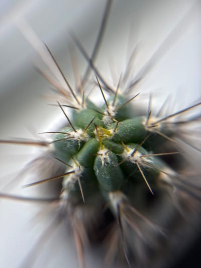This is an extreme close-up, macro photograph of a cactus. The primary subject is the very top of the cactus, showing its green, segmented body covered in fine white fuzz and sharp, dark spines. The spines are long and numerous, radiating outwards from the cactus body in a spiky crown. The focus is tight on the central part of the cactus, with the outer edges of the image exhibiting a strong depth-of-field blur, creating a radial, streaking effect. This blur, combined with the close perspective, gives the impression of the spines extending outwards rapidly or the cactus itself being the center of a vortex. The lighting appears to be bright and diffused, casting soft shadows and highlighting the textures of the spines and the fuzz. There are no people, text, or explicit scene or setting details visible beyond the cactus itself. The overall mood is one of intense detail and a somewhat abstract or distorted perception of a natural object. The context of Bogolyubovo, Russia, is not visually evident in the image.