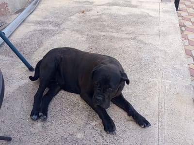 A large, black dog is lying on a concrete patio in Slobozia, Moldova. The dog is resting on its side with its legs extended. Its head is turned to the side, and its eyes are partially closed. The patio is made of rough concrete with visible aggregate. To the left of the dog, a portion of a dark-colored chair is visible. In the background, a metal drainpipe runs along the edge of the patio. To the right, the patio transitions to a paved area with a pattern of reddish-pink and light-colored rectangular tiles. Scattered on the concrete are a few small, brown, irregularly shaped objects, possibly pebbles or debris.