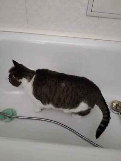 A cat is in a white bathtub. The cat has a white and brown coat with a striped tail. The bathtub contains a shower hose and shower head. The walls are tiled. The location is not discernible from the image.