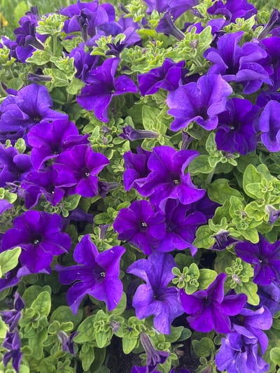 The image displays a close-up view of numerous vibrant purple petunias in full bloom. The flowers are characterized by their trumpet-shaped petals, with some exhibiting deeper shades of purple towards the center. They are interspersed with bright green, fuzzy leaves, creating a rich tapestry of color. The focus is entirely on the floral arrangement, suggesting it is likely a garden or planter. There are no people or specific architectural elements visible, making it impossible to determine a precise location within Vasylkiv, Ukraine, beyond a general assumption that it is an outdoor setting suitable for flower cultivation. The lighting appears natural, suggesting it was taken during daylight hours.