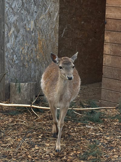 A fawn stands on a bed of wood chips and pine needles next to a wooden structure. The location is Polivanovo, Russia.