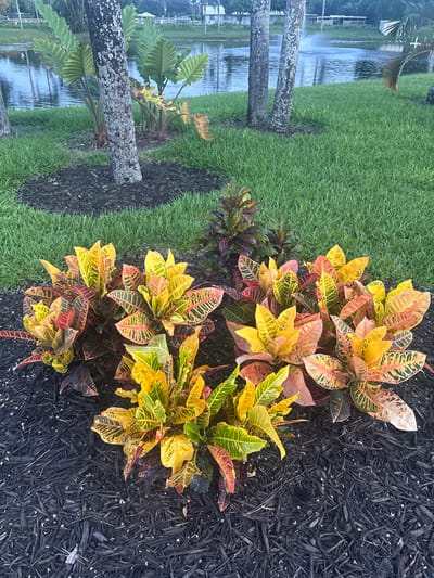 This image depicts a tropical landscape with a focus on vibrant foliage. In the foreground, a cluster of Croton plants displays a striking array of colors, with leaves exhibiting patterns of yellow, orange, red, and green. These plants are set against a dark, mulch-covered bed. Behind the Crotons, lush green grass extends towards a tranquil body of water, likely a pond or lake, which reflects the sky and surrounding vegetation. Two palm tree trunks, weathered and textured, rise from the grassy area, their rough bark marked by patches of lichen. In the background, a fountain sprays water into the pond, creating a dynamic visual element. Further back, the shoreline is lined with more palm trees and vegetation. In the distance, a low-rise building with white trim is visible, suggesting a developed area adjacent to the natural setting. The scene appears to be set in the city of Delray Beach, Florida, United States, given the typical subtropical vegetation and aesthetic.