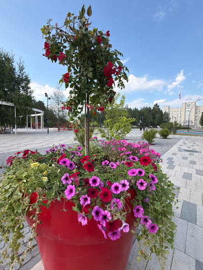 The image depicts a large red planter filled with vibrant pink and red petunias, as well as a climbing rose bush with red roses, in an outdoor urban setting. The planter is situated on a paved walkway with a modern geometric pattern. In the background, there are trees, contemporary white structures, and a building with a flag pole. The scene is likely in Noyabrsk, Russia, given the presence of the building and overall urban landscaping characteristic of the city. The sky is blue with scattered clouds, suggesting fair weather. There are no discernible people in the immediate vicinity of the planter, but a few are visible in the distance walking on the paved area. The lighting indicates it is daytime.