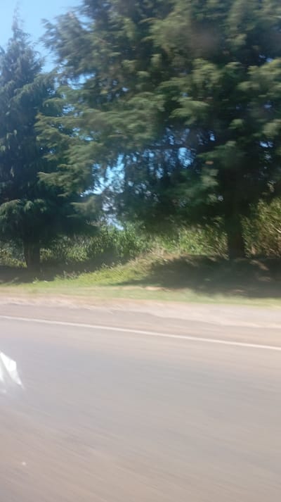 The image captures a roadside scene, likely taken from a moving vehicle, indicated by the significant motion blur, particularly in the foreground and on the foliage of the trees. The perspective is looking out from a car window, angled slightly downwards and to the side.

In the foreground, the paved surface of a road is visible, stretching diagonally from the bottom left towards the upper right. The road surface appears light grey or tan due to the blur and lighting. A faint white line, likely a lane marker, is visible running parallel to the edge of the road on the right side. The very bottom left corner shows a blurry, light-colored reflection, possibly from the interior of the vehicle or a part of the car's exterior.

Moving towards the midground, there is a strip of green grass bordering the road. Beyond this grassy verge, the terrain rises slightly, covered with a mix of lush green vegetation, including taller, leafy plants that resemble sugarcane or tall wild grasses, and some darker, bushier undergrowth.

The background is dominated by a line of large trees. To the left, there are dense, dark green coniferous trees, possibly cypresses or pines, with distinct, upward-pointing tops. Further to the right, there are more trees, their foliage appearing lighter green and heavily blurred, suggesting vigorous movement (wind or motion blur from the camera). Through the gaps in the tree canopy, patches of clear, bright blue sky are visible.

The lighting suggests it is daytime, likely a bright, sunny day given the clear blue sky and the illumination on the foliage. There are no people, animals, or visible text in the image. The overall impression is a natural landscape viewed quickly from a passing vehicle.