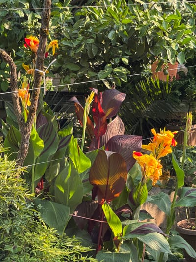 The image depicts a lush, vibrant garden scene, likely in Bratešići, Montenegro, bathed in the warm glow of what appears to be late afternoon sun. The foliage is dense and varied, with large, broad leaves of Canna lilies in shades of green, burgundy, and purple, some showing striking maroon stripes. Clusters of bright orange and yellow Canna lily flowers, with hints of red, bloom prominently, adding pops of intense color against the darker leaves.
Interspersed among the Canna lilies are the glossy green leaves of what appears to be a citrus tree, with tiny green fruits visible, suggesting an orchard setting or a well-established potted citrus plant. A rough, moss-covered branch extends across the lower part of the frame, with a few small, delicate yellow and red flowers blooming on it, possibly another type of flowering vine or plant. In the background, other greenery and hints of terracotta pots suggest a cultivated garden or courtyard.
The sunlight casts dappled shadows, highlighting the texture and dewdrops on the leaves, indicating recent watering or high humidity. The overall impression is one of natural abundance and tranquility, a peaceful outdoor space filled with the beauty of blooming plants and verdant foliage. There is no visible text in the image.