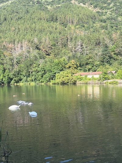 The image depicts a serene natural landscape along the shore of a body of water, likely a lake or river, with a dense forest covering the hillside in the background. In the foreground, several white swans and a group of grey cygnets are visible swimming in the calm, green water. A few ducks are also present in the distance. Across the water, on the embankment, a row of buildings with red tiled roofs is nestled amongst lush green vegetation and trees. The scene is one of natural beauty and tranquility. The image is from Kokalyane, Bulgaria, a location known for its natural surroundings.