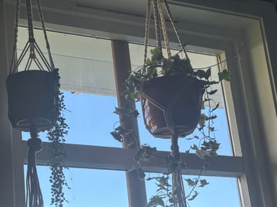 Two macrame plant hangers are suspended in front of a window, with a clear blue sky visible outside. The hanger on the left holds a dark, cylindrical pot containing a trailing plant with small, round leaves. The hanger on the right holds a reddish-brown pot with a vining plant characterized by heart-shaped leaves. The plants appear to be indoors, near a window. The scene is devoid of people. The window frame is wooden and the interior wall is painted a light color. There is no visible information to determine the location in Moelv, Norway.