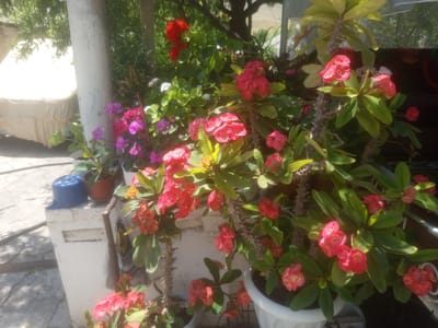The image shows a close-up view of several potted plants with vibrant pink and red flowers and green leaves, arranged outdoors. In the background, a light-colored pillar and foliage are visible. A blue plastic cap is placed on a ledge to the left of the frame. The scene appears to be in a courtyard or garden area, possibly in Samat, Kyrgyzstan, given the context.