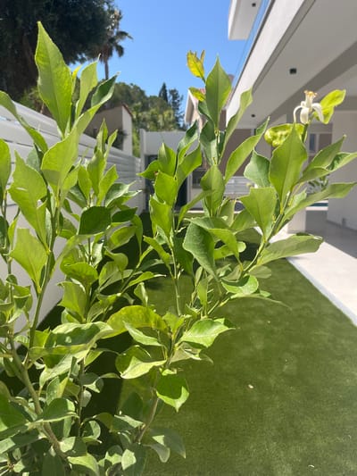 A close-up shot captures the vibrant green leaves of a young citrus tree. One delicate white flower with prominent yellow stamens blooms on a branch, hinting at future fruit. The tree stands in a sun-drenched outdoor setting, likely a private yard or garden, with a manicured lawn of artificial turf creating a lush, green carpet. In the background, a modern white building with clean lines and a curved facade suggests a residential or commercial property. A white slatted fence runs horizontally across the middle ground, adding a structural element to the scene. The sky above is a clear, bright blue, indicating a sunny day. The location is identified as Moni Community, Cyprus, a region known for its pleasant Mediterranean climate, which would be ideal for cultivating citrus trees.