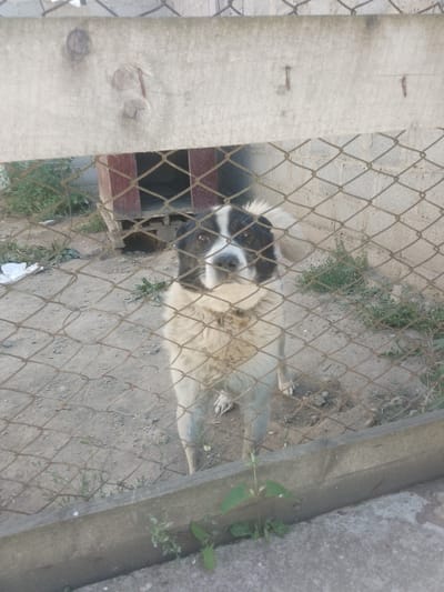 A medium shot captures a black and white dog standing behind a chain-link fence in what appears to be a yard. The dog, with a black head and white chest and front legs, looks directly at the camera. In the background, a red doghouse is partially visible, and a concrete block wall forms the backdrop. The ground is covered with dirt and sparse vegetation. The image is taken from a slightly low angle, with the fence and a wooden plank in the foreground obscuring parts of the scene. The overall impression is of an outdoor enclosure.