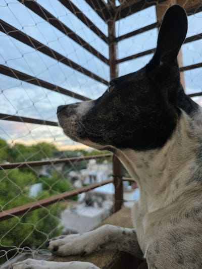 A dog is depicted in profile, looking left, from a balcony in Villa San Andrés, Argentina. The animal has mottled black, white, and gray short fur, with a prominent black erect right ear. Its front paws rest on a light-colored ledge. A white square-grid safety net occupies the immediate foreground, with a brown metal railing visible behind it. The background consists of a blurred urban environment featuring green treetops and light-colored buildings under a light blue sky.