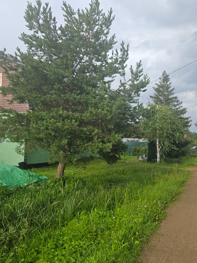 The image shows a green, overgrown yard with a dirt path on the right. In the foreground, tall green grass and reeds dominate. A large pine tree with a rough bark trunk stands in the middle of the yard, casting a shadow. Behind the pine tree, a light green house with a brown wooden roof is visible on the left. A portion of a green tarp is spread out on the ground in the lower left corner. Further back, a darker green structure, possibly a shed, is partially obscured by trees. A slender white birch tree stands to the right of the shed, and a taller, darker conifer tree is behind it. The sky is overcast with gray clouds. The scene appears to be in a rural or semi-rural setting.