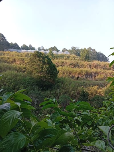 The image depicts a rural landscape near Dalat, Vietnam, characterized by a steep, terraced hillside under a clear sky. In the immediate foreground, dark green, broad leaves and branches of an unidentified plant dominate the bottom third of the frame, partially obscuring the base of the hill. The midground features a prominent, ascending slope covered predominantly by dense, tall grasses varying in shades from olive green to golden brown, indicative of mature vegetation. Several scattered dark green trees are interspersed across the hillside, with one large, bushy tree positioned centrally on the lower slope. Along the crest of the hill, a series of at least ten white or translucent structures, identified as agricultural greenhouses or poly-tunnels, are visible. Behind these structures, a dense line of tall, dark green coniferous trees forms the horizon. The upper quarter of the image consists of a bright, clear, pale blue to white sky. Sunlight illuminates the upper parts of the hillside and greenhouses from the left. No human figures or discernible man-made objects beyond the greenhouses are present.