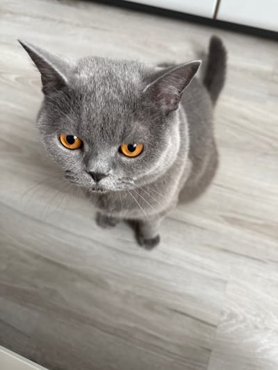 An overhead, high-angle, medium shot captures a British Shorthair cat with grey fur and bright orange eyes. The cat is seated on a light gray wooden floor. The cat is looking directly up at the camera. Its ears are pointed upwards and outwards, and its tail is curved upwards behind it. The floorboards are visible throughout the frame, running diagonally from the bottom left to the top right. The background is blurred, showing a hint of white cabinetry or furniture at the top of the frame. The image does not provide specific information about its location in Zielona Góra, Poland.