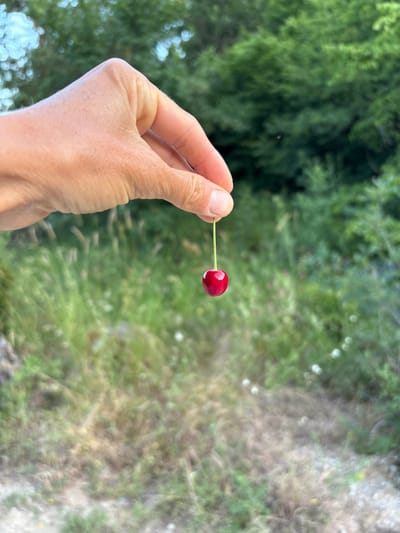 A close-up shot shows a person's hand holding a single, ripe cherry with a green stem. The cherry is a deep red color and appears glossy. The hand is light-skinned and the fingernails are visible. The background is out of focus, with lush green foliage on the left and a blurred, earthy landscape on the right. The lighting suggests it is daytime, and the greenery implies an outdoor, possibly natural, setting. The scene conveys a sense of simple enjoyment and the freshness of a freshly picked fruit. No text is visible in the image. The location is identified as Chaika, Ukraine.