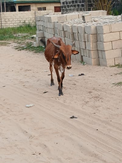 A light brown, horned cow stands on a sandy patch of ground. It is slender, with visible ribs and patches of white spots. Beside the cow is a large stack of square cement blocks, placed upon an area with some greenery. In the background, a building with gray walls, green trim, and windows is visible. The ground is uneven with scattered debris.