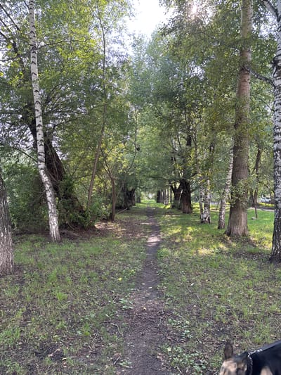 The image depicts a dirt path winding through a park-like area lined with trees, predominantly birch trees with their distinctive white and black bark. The trees create a canopy overhead, dappling the path and grassy areas with sunlight. In the distance, the path leads towards a clearing where a white car and a park bench are visible. A dog, partially visible in the foreground, stands on the right side of the image, looking towards the path. The scene suggests a tranquil, natural setting within an urban environment. This location is identified as being in the city of Tomsk, Russia.