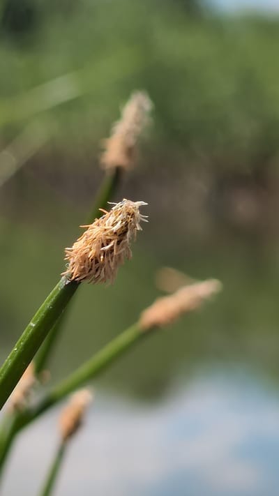 A close-up, vertical shot shows a focus on the seed heads of several green reeds. The main subject is a single seed head in sharp focus, positioned in the lower left quadrant of the image, attached to a green reed stem. This seed head is elongated and cylindrical, with numerous small, pale brown, bristle-like structures radiating outwards. Other seed heads are visible in the background, progressively out of focus, appearing as lighter, blurred shapes. The background is a soft blur of green and brown, suggesting foliage and possibly a body of water. The lighting is natural and bright, casting subtle shadows. The image appears to have been taken outdoors in an environment with natural vegetation. There are no people or animals present. This image was captured in Sebyne, Ukraine.