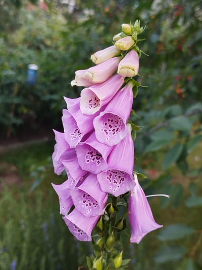 A close-up shot focuses on a stalk of blooming foxglove flowers in a garden setting. The flowers are bell-shaped and a vibrant shade of pink-purple, with distinct dark purple speckles visible inside the openings of some of the blooms. The topmost flowers are still in bud stage, appearing pale green and white. The background is a soft blur of green foliage and hints of red, suggesting a natural outdoor environment with other plants and possibly small berries. A blue object with a white top is visible in the far left background, possibly a bird feeder or a garden ornament. The lighting suggests it is daytime, possibly early morning or late afternoon, with soft, diffused light illuminating the flowers. The image conveys a sense of natural beauty and the tranquility of a garden. There is no visible text. The location context is Крупіцкі сельскі Савет, Belarus.