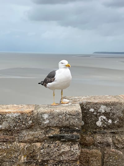 A seagull stands on a stone wall with the sea and a hazy sky in the background. The seagull is facing right, its white body contrasting with its grey wings and yellow beak. The stone wall appears to be part of a fortification or historic building. The background shows a wide expanse of water and a distant landmass under a cloudy sky. The scene is likely captured at Le Mont-Saint-Michel, France, a tidal island known for its abbey and fortified architecture.