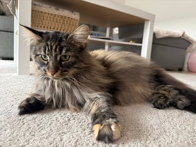 A long-haired, brown tabby cat with prominent ear tufts and green eyes lies prone on a light-colored, textured carpet. The cat's front paws are extended forward, and its body is relaxed, oriented slightly towards the left of the frame. Its dense fur exhibits a blend of brown, black, and tan stripes and patches, forming a distinct ruff around its neck. In the softly focused background, a white and light-wood coffee table or shelving unit is visible. Beneath this furniture, a woven basket with a white lace trim is present. To the right of the cat, a dark grey upholstered ottoman or sofa section with a light-colored blanket draped over it is partially visible, alongside a blurred pink spherical object. The scene is consistent with an indoor residential setting in Kløfta, Norway.