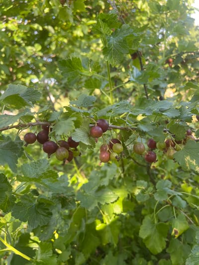 The image shows a close-up of a gooseberry bush branch with ripe berries. The berries are a mix of deep red and green hues, hanging in clusters from a thin branch. The leaves are a vibrant green, some showing slight browning or damage. The background is a blur of green foliage and dappled sunlight, suggesting an outdoor environment. The specific location of Marshyntsi, Ukraine, is not depicted in the image itself, as there are no recognizable landmarks or contextual clues to indicate this place.