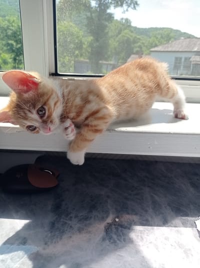 An orange tabby kitten is lying on a white windowsill, with its body stretched out and one paw hanging over the edge. The kitten is looking down towards the viewer with its head tilted. A computer mouse is visible on the surface below the windowsill. The background shows a window with a screen, through which trees and houses are visible, suggesting an outdoor setting. The light suggests it is daytime.