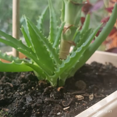 The image shows a close-up of an aloe vera plant potted in dark soil. The plant has thick, green, spiky leaves. The background is out of focus, showing greenery and possibly other plants. A date and time stamp "13.07.2026 18:27" is visible in the bottom right corner. The scene is indoors, likely a windowsill, given the lighting and backdrop. No people or actions are depicted. The location is identified as Dagomys, Russia.