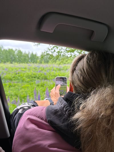 The image, taken from within a car and rotated 90 degrees clockwise, captures a person leaning towards a window to photograph the outdoor scenery with a smartphone.

The main subject is a person, visible from the back of their head, right arm, and upper torso. They have shoulder-length, wavy, light brown or blonde hair with grey streaks. They are wearing a dark grey or black long-sleeved top, possibly a hoodie, with a lighter pink jacket or top over it. A dark-colored wristwatch is visible on their left wrist. Their hands are holding a light-colored smartphone, pointing it horizontally out the car window, indicating they are actively taking a photo or video of the landscape.

Inside the car, the textured grey fabric of the ceiling/headliner and a sturdy grey grab handle are prominent on the left side of the frame. The lower edge of the car window frame is also visible at the bottom of the image.

Outside the car window, a vibrant and expansive field dominates the view. It is covered in lush green foliage interspersed with numerous clusters of purple flowers, strongly resembling lupines, stretching into the distance. Beyond the field, a line of green trees forms the background. The sky appears bright but possibly overcast, suggesting a daytime scene. No strong shadows are present.

The activity taking place is a person capturing a scenic view from inside a moving or stopped vehicle. The presence of lupine fields is consistent with the provided location context of Vozhoiskii, Russia, where such flora can be found. There is no visible text in the image.