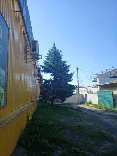 The image, taken in Chutove, Ukraine, depicts a sunny outdoor scene with a clear blue sky. The perspective is angled, looking upwards and to the right along the side of a yellow, corrugated metal building. On the roof of this building, several air conditioning units are visible, mounted on metal frames. A tall pine tree stands to the left, its branches reaching towards the sky, partially obscuring a utility pole with wires. Further to the right, a path or road runs alongside a dense green hedge, with more vegetation and some white flowers. In the background, another building with a green metal roof and a white-paneled facade is visible. A partially visible banner or sign is present at the bottom of the image, with some text in Cyrillic script, but it is mostly cut off and illegible. The overall impression is of a bright, ordinary day in a semi-urban or commercial area.