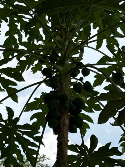 A close-up, low-angle shot captures a papaya tree trunk and its branches against a cloudy sky. The trunk is rough and brown, with some lighter patches. Branches extend outwards, supporting large, dark green, palmate leaves with serrated edges. The leaves are partially obscuring the sky, which is a pale blue with scattered white clouds. Several small, green papayas are visible clustered along the branches, some appearing as small, round fruits, while others are more elongated. The image appears to be taken in an outdoor environment, likely in a rural or tropical setting.